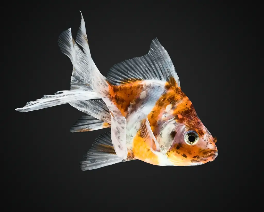 Calico Ryukin Goldfish